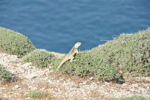 Sea Island Iguana Reptile Nature Cyprus