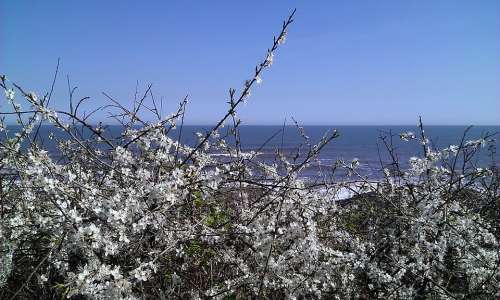 Sea Horizon Blue Hawthorn Flower White Flowers