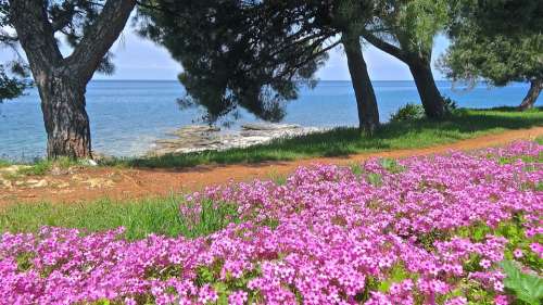 Sea Adriatic Sea Croatia Flower