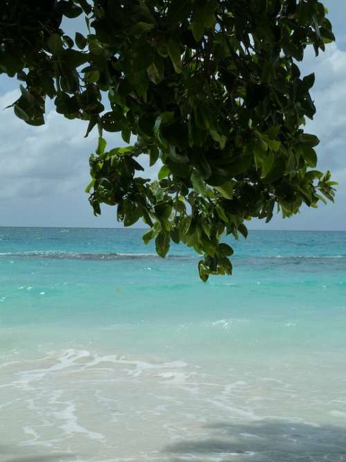 Sea Water Coast Caribbean Beach Nature Wave