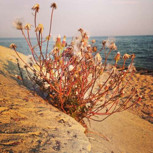 Sea Flower Nature Plant Summer Dried Herbs Beauty