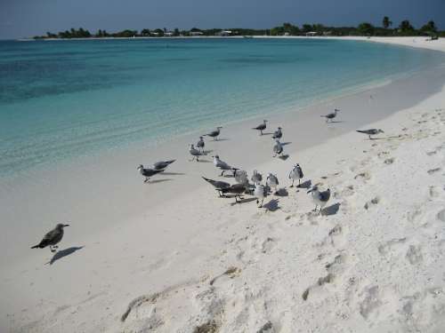 Sea Beach Seagulls Nature Los Roques