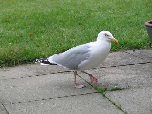 Sea Herring Gull Nature Birds