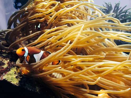 Sea Anemone Anemone Fish Ocean Underwater