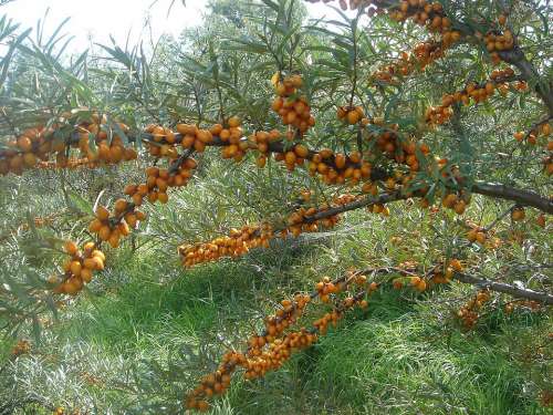 Sea Buckthorn Bush Fruits Orange Branch Health
