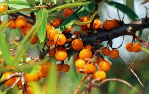 Sea Buckthorn Fruits Berries Orange Red Bush