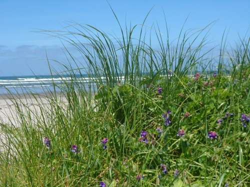 Sea Grass Close-Up Ocean View Flower Nature Ocean