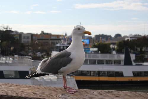 Sea Gull Animal Bird San Francisco Pier 39