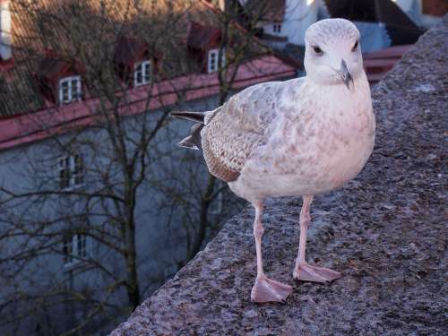 Sea Gull Estonia Bird Town