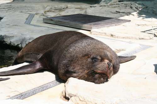 Sea Lion Robbe Seal Sleep Lazy Zoo Animal World