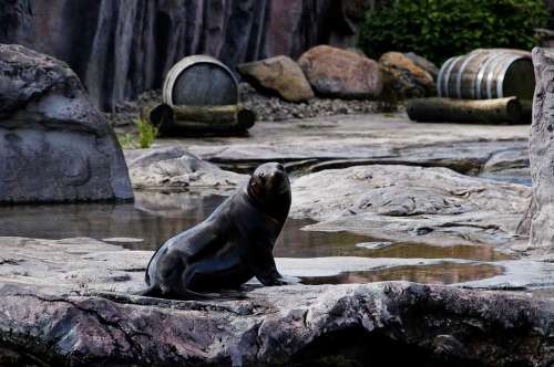 Sea Lion Animal Rock Enclosure Zoo