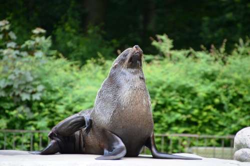 Sea Lion Seal Pelts Animal