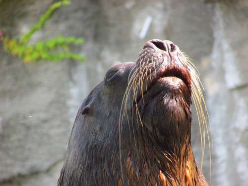 Sea ​​Lion Beard Male Animal Zoo