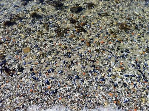 Sea Shells Beach Sea Shell Water Sand