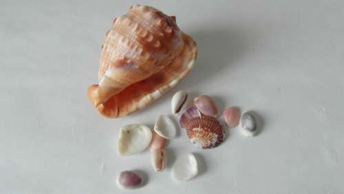 Sea Shells Shells Sea Life Conch Mother-Of-Pearl