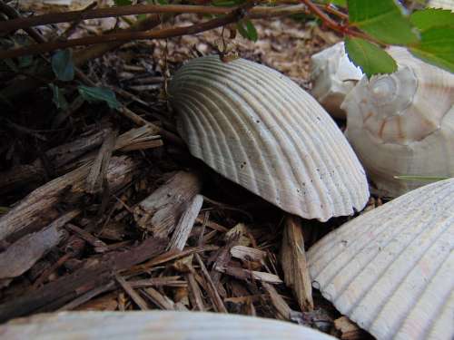 Sea Shells Mulch Decorative Plant Outdoors