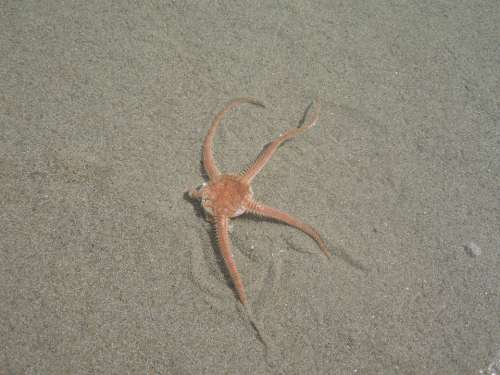 Sea Star Sea Sand Nature Animal
