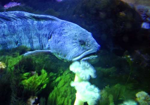 Seabass Fish Aquarium Water Underwater Perch