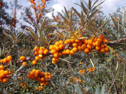 Seabuckthorn Wild Fruits Wild Berries Berries