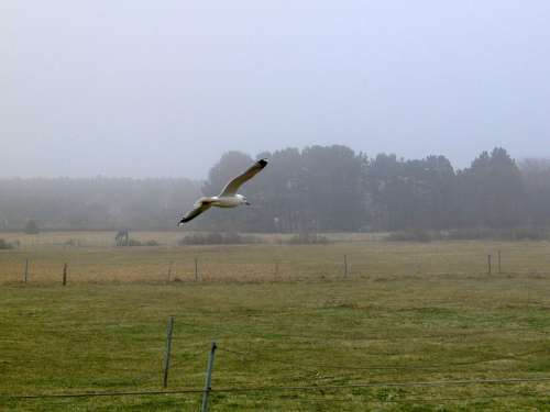 Seagull Bird Flying Animal