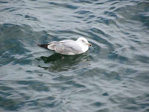 Seagull Ocean Water Bird Sea
