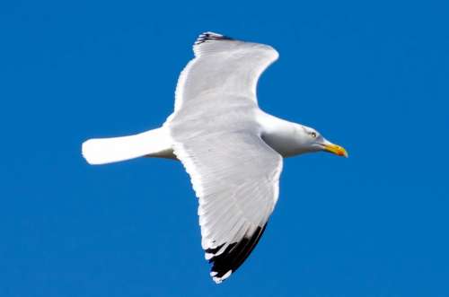 Seagull Bird White Sea Gull Sky Background