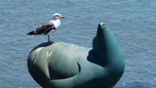 Seagull Seal Statue Beach