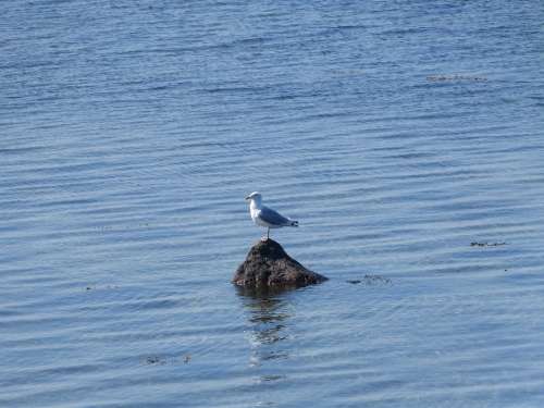 Seagull Baltic Sea Geltinger Bakshi