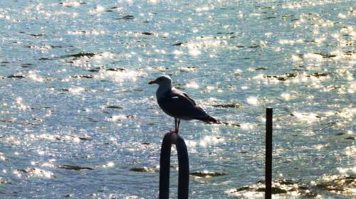 Seagull Bird Backlighting Sea Skyline