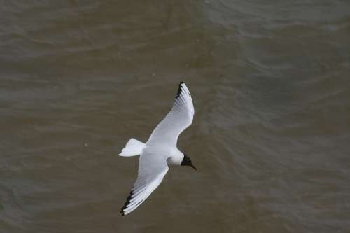 Seagull Gull Bird Flight Sea Southwold