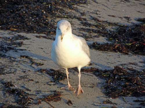 Seagull Close Up Bird