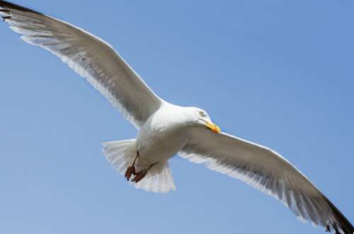 Seagull Bird Aviator Animal Close- Up Sea Wild
