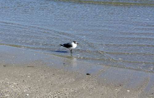 Seagull Bird Ocean Water Lonely Beach