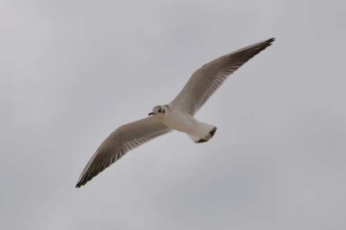 Seagull Bird Wings Sky