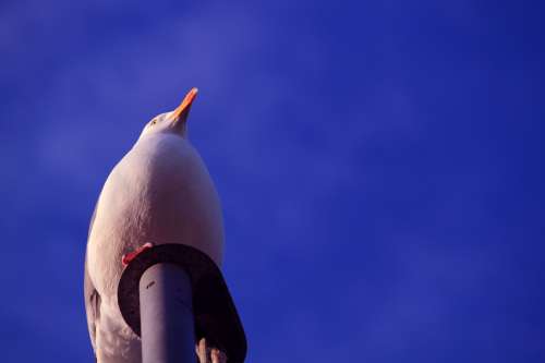 Seagull Gulls Sky Vacations Bird Bill Feather