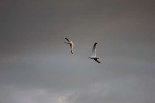 Seagull Logs Bird Wings Outspread