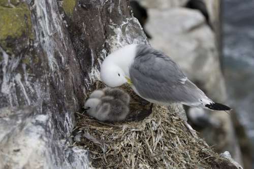 Seagull Gull Bird Animal Nest Chicks
