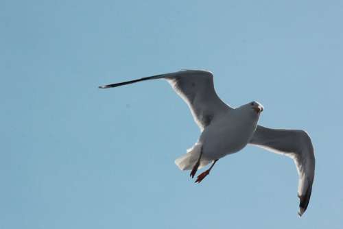 Seagull Sea Water Bird Gulls Animal Wind