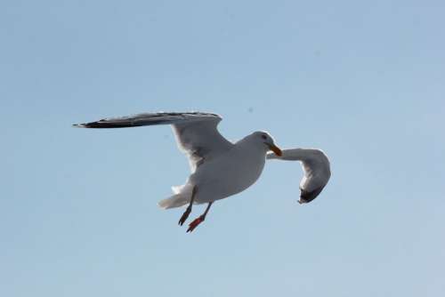 Seagull Sea Water Bird Gulls Animal Wind