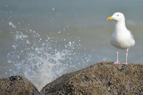 Seagull Waves Sea Rocks Animals Bird Nature