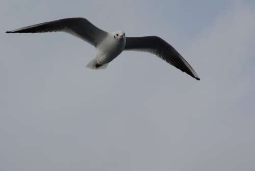 Seagull Flying Wing Water Bird Animal Bird