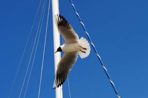 Seagull Sky Coast