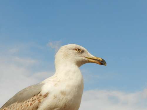 Seagull Eye Peak