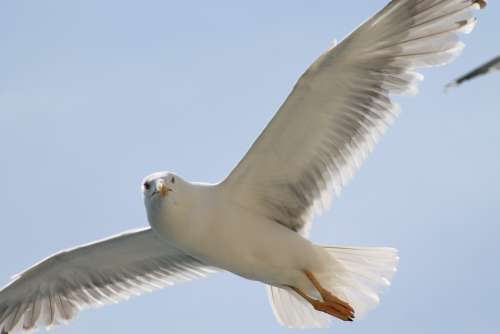 Seagull Flying Sun Flight Wing Feather Bird