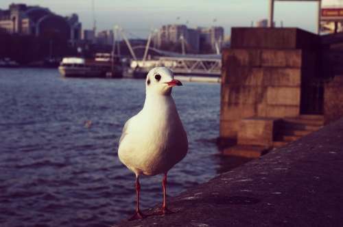 Seagull Gull Bird Animal Water Nature