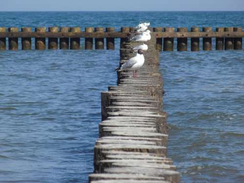Seagull Breakwater Baltic Sea