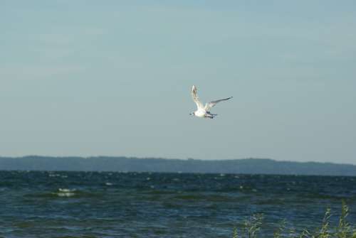 Seagull Bird Sky Sea