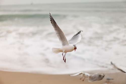 Seagull New Sea