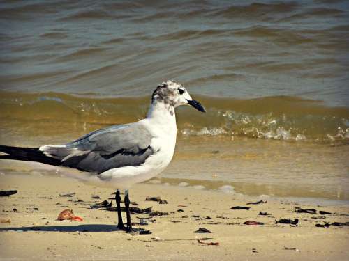 Seagull Gull Bird Beach Water Sand