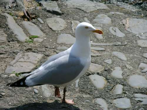Seagull Animal Bird